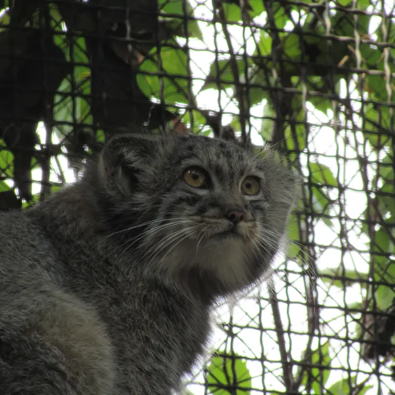 A photograph of Boris Ⅱ in Budapest Zoo & Botanical Garden