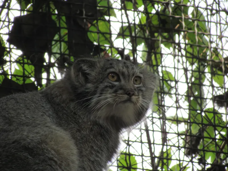 A photograph of Boris Ⅱ in Budapest Zoo & Botanical Garden