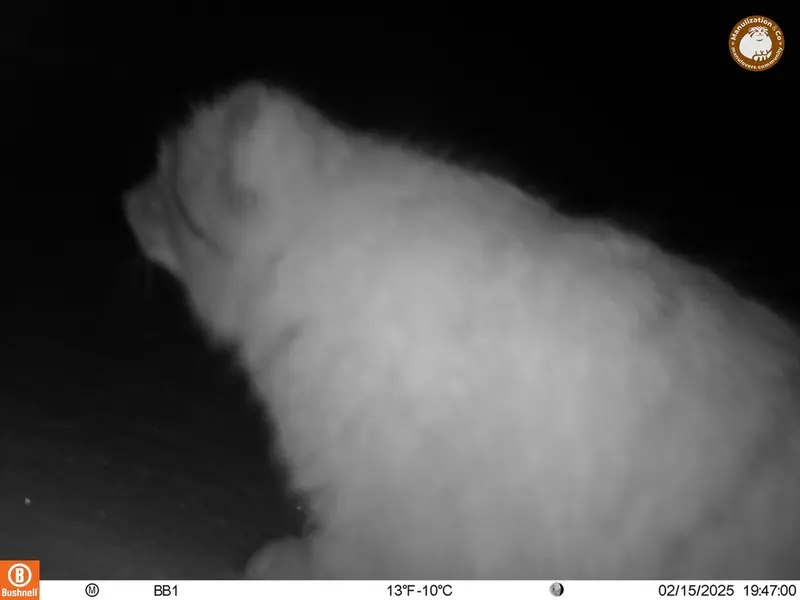 A photograph of Otocolobus manul manul from Aktas-Kunkora camera trap