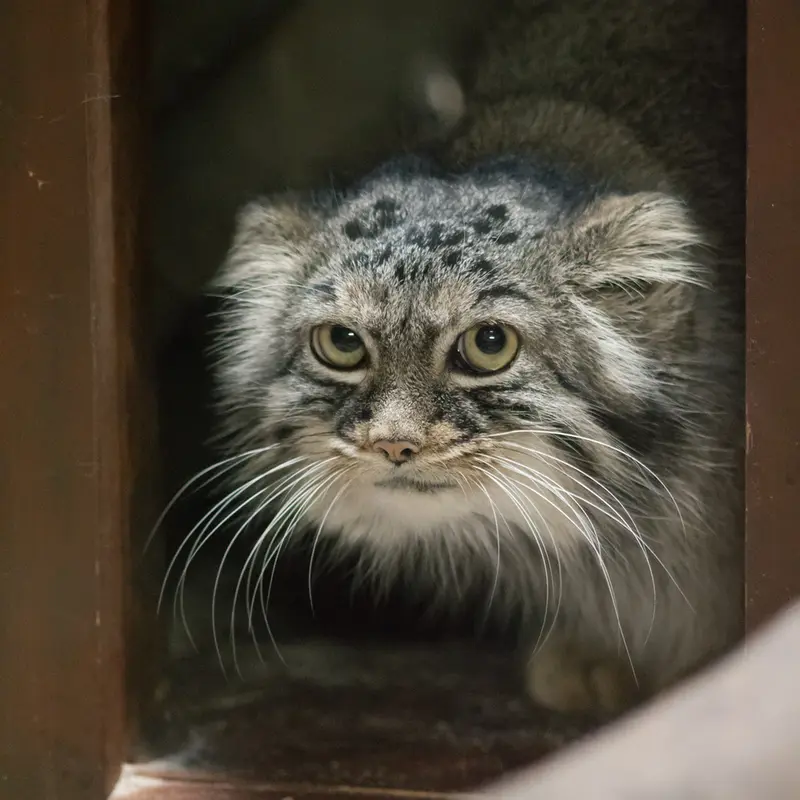 A photograph of Shafran in Ueno Zoological Gardens