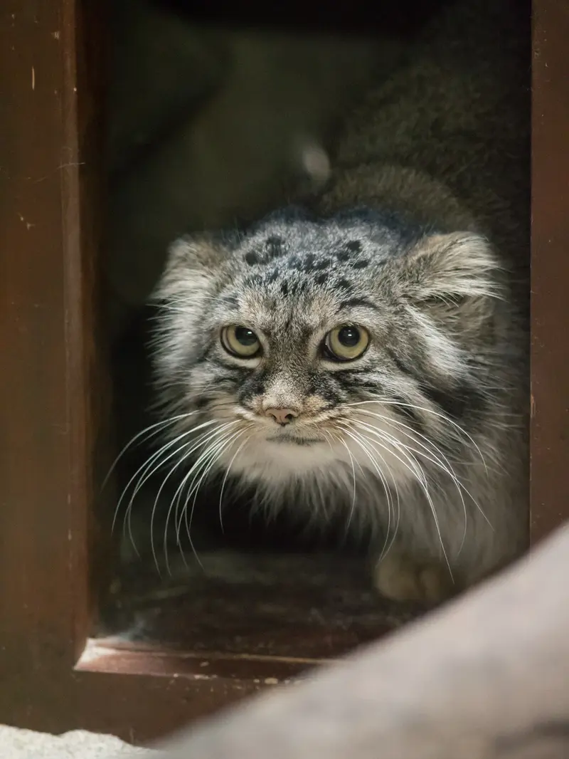 A photograph of Shafran in Ueno Zoological Gardens