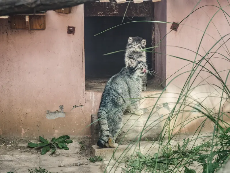 A photograph of Sun Xiaomei in Qinghai-Tibet Plateau Wildlife Zoo