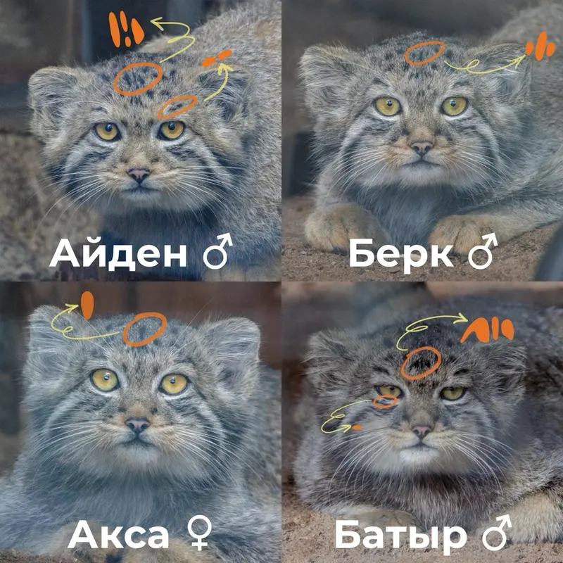 A photograph of a Pallas's cat