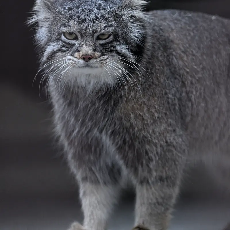 A photograph of Figa in Nogeyama Zoo