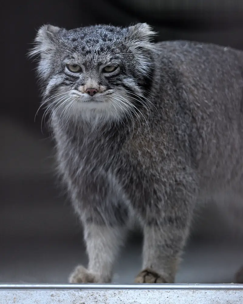 A photograph of Figa in Nogeyama Zoo