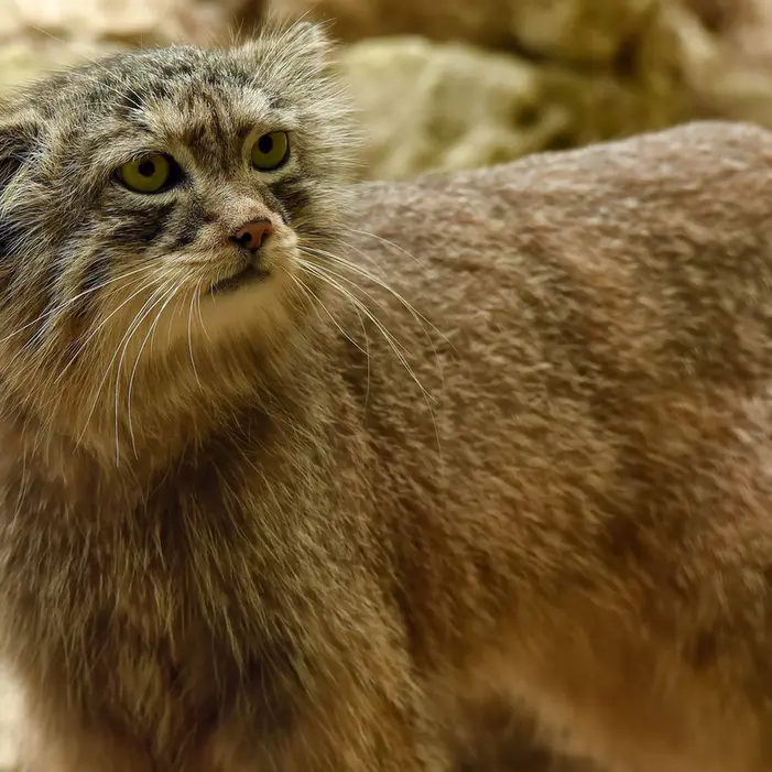 A photograph of Nathu in Lumigny Safari Reserve