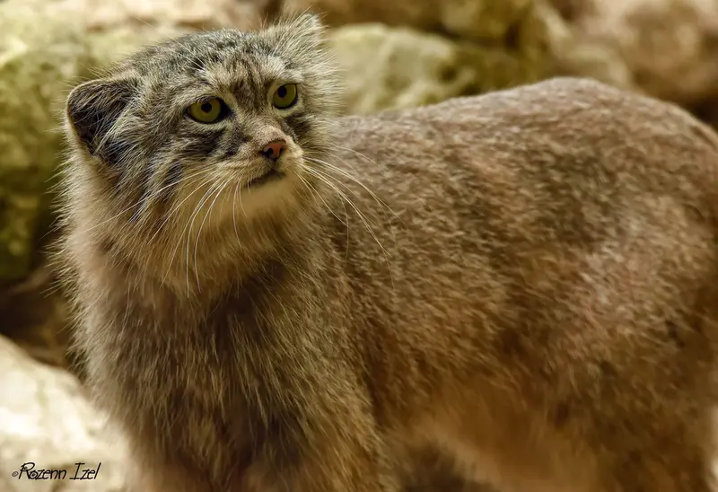 A photograph of Nathu in Lumigny Safari Reserve