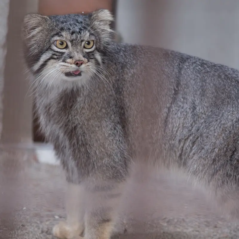 A photograph of Figa in Nogeyama Zoo