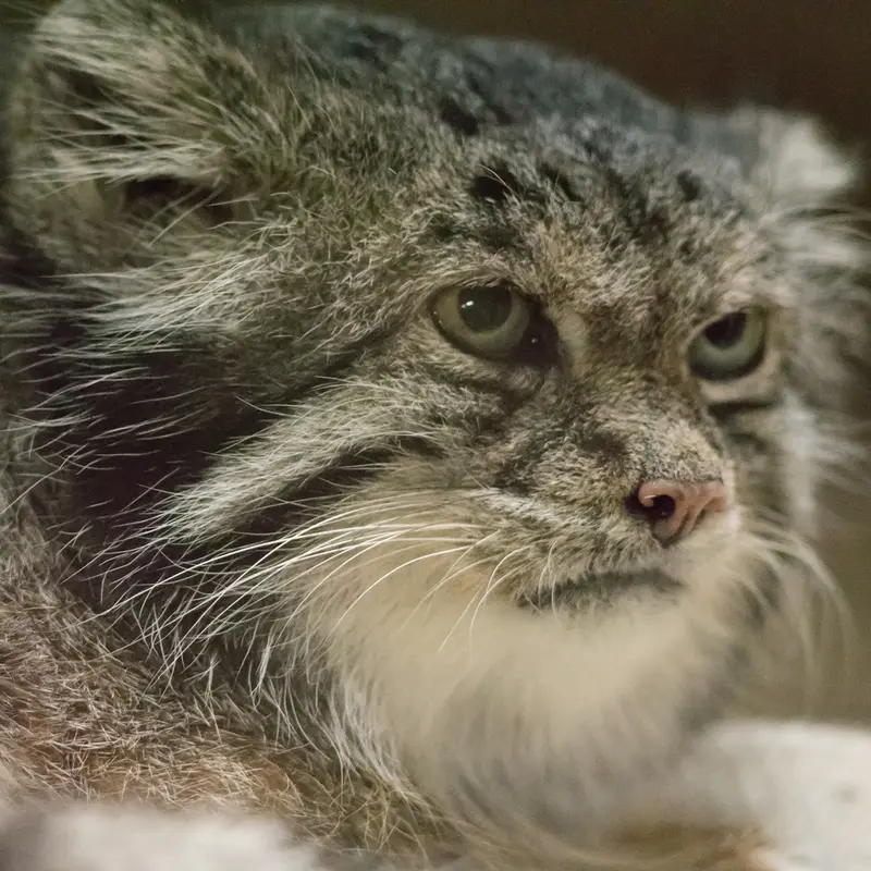 A photograph of Klyon in Ueno Zoological Gardens