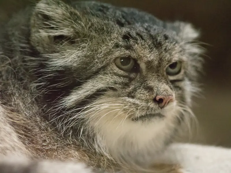 A photograph of Klyon in Ueno Zoological Gardens