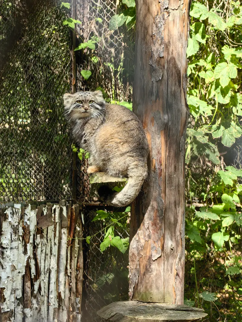 A photograph of Snezhana in Novosibirsk Zoo