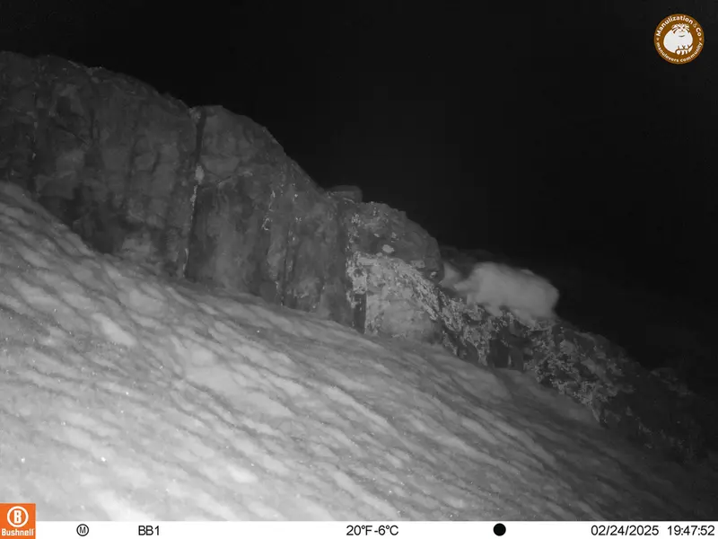 A photograph of Otocolobus manul manul from Aktas-Kunkora camera trap