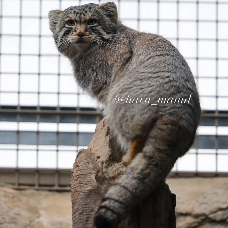 A photograph of Nagomu in Nasu Animal Kingdom