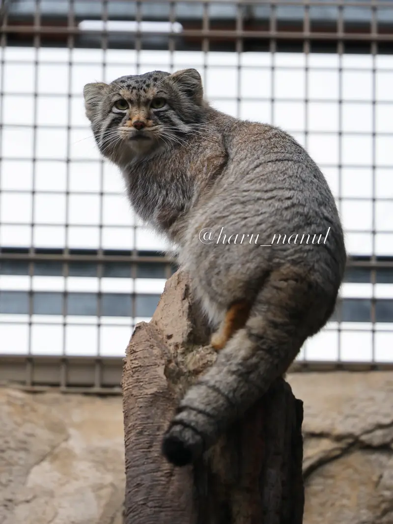 A photograph of Nagomu in Nasu Animal Kingdom