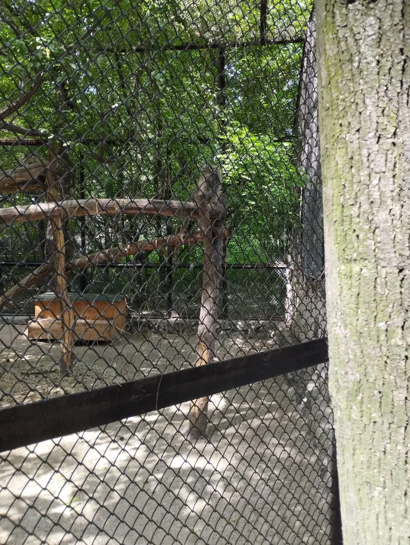 A photograph of a Pallas's cat in Novosibirsk Zoo