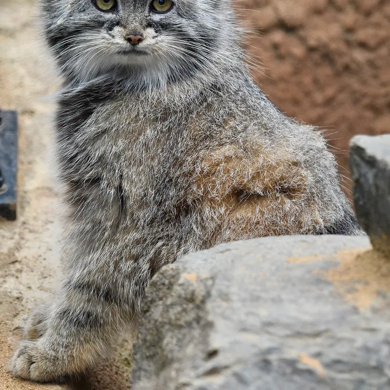 A photograph of Prinsessa in Prague Zoo