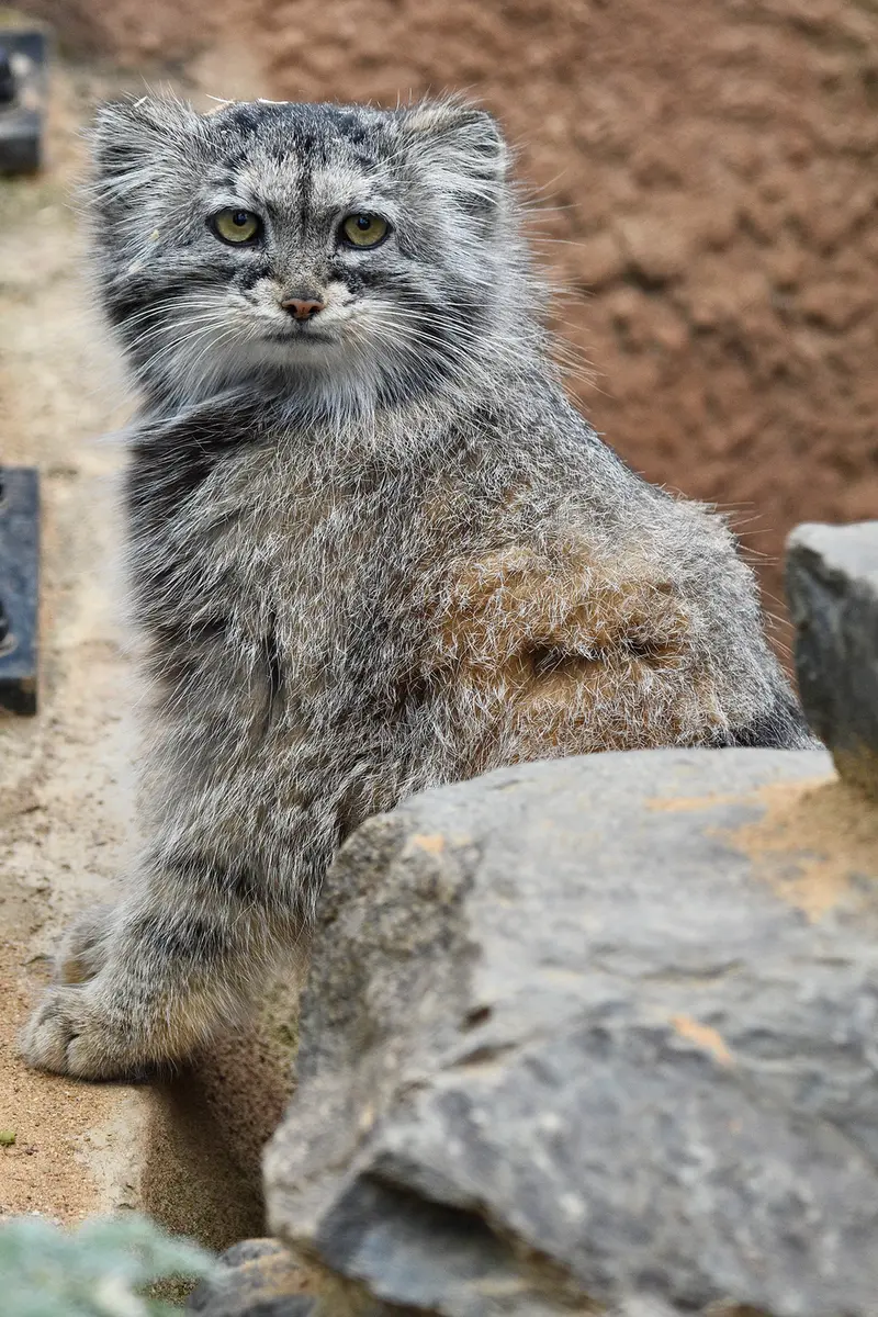 A photograph of Prinsessa in Prague Zoo