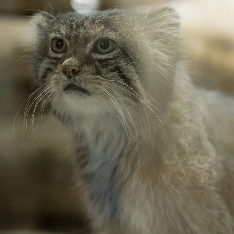 A photograph of Klyon in Ueno Zoological Gardens