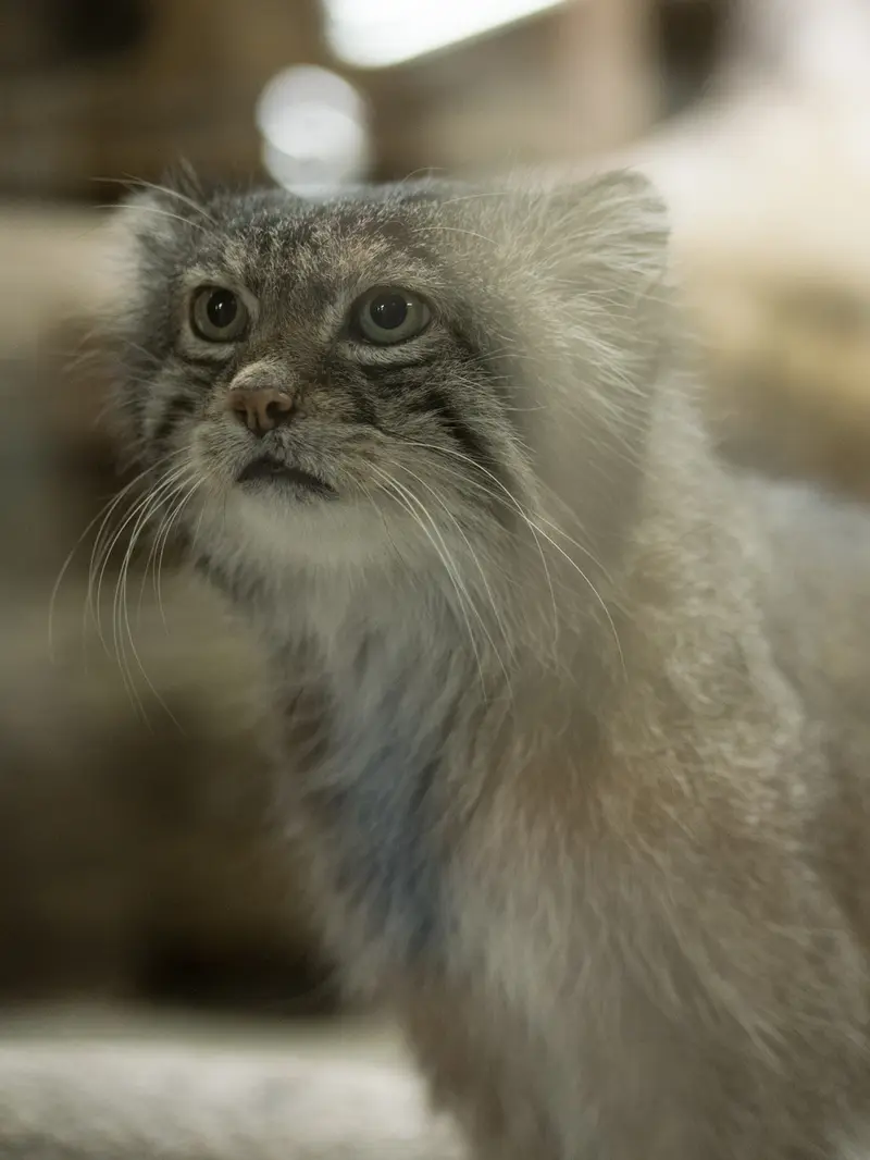 A photograph of Klyon in Ueno Zoological Gardens