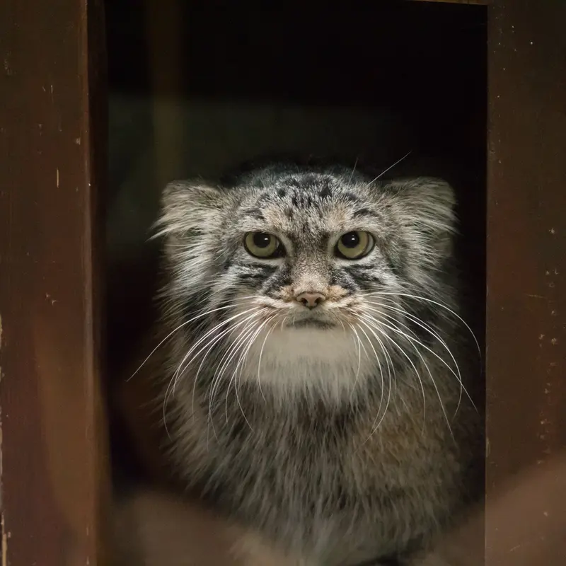 A photograph of Shafran in Ueno Zoological Gardens