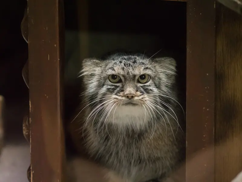 A photograph of Shafran in Ueno Zoological Gardens