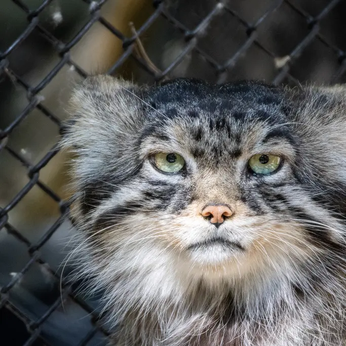 A photograph of George in Novosibirsk Zoo