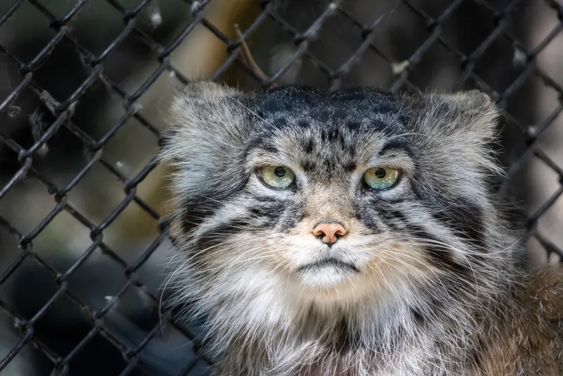 A photograph of George in Novosibirsk Zoo