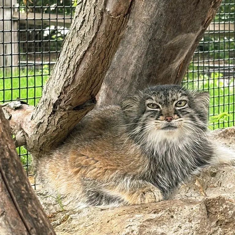 A photograph of Eevie in Niabi Zoo