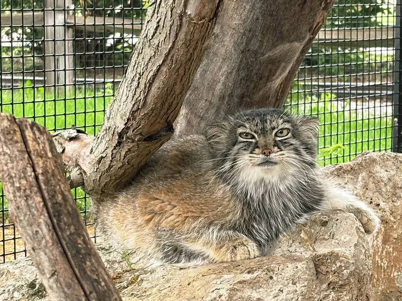 A photograph of Eevie in Niabi Zoo