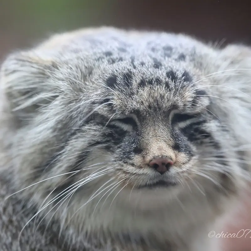 A photograph of Lotos in Saitama Children's Zoo