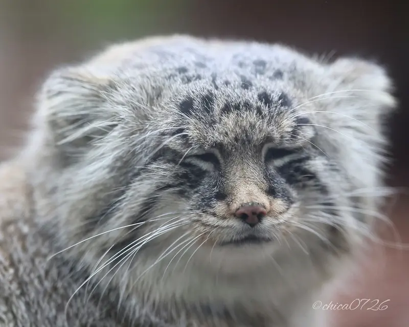 A photograph of Lotos in Saitama Children's Zoo