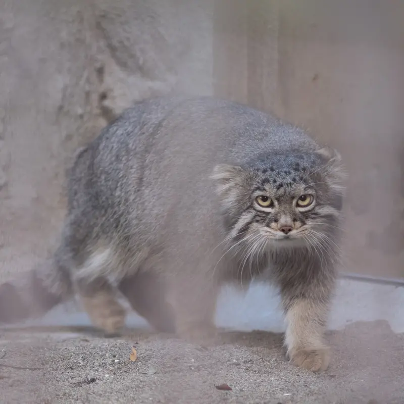 A photograph of Figa in Nogeyama Zoo