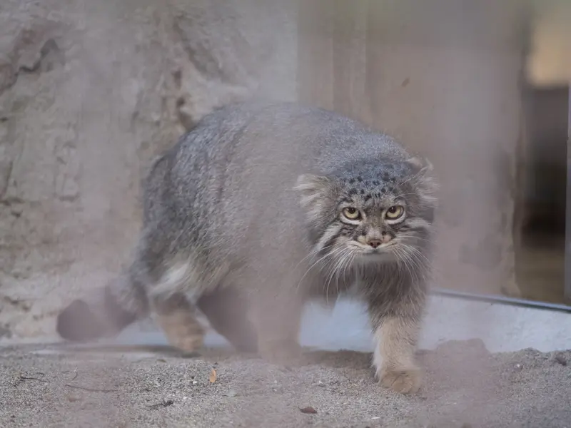 A photograph of Figa in Nogeyama Zoo