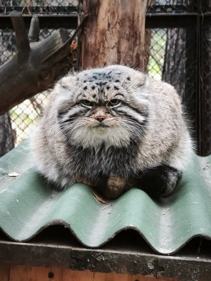 A photograph of George in Novosibirsk Zoo