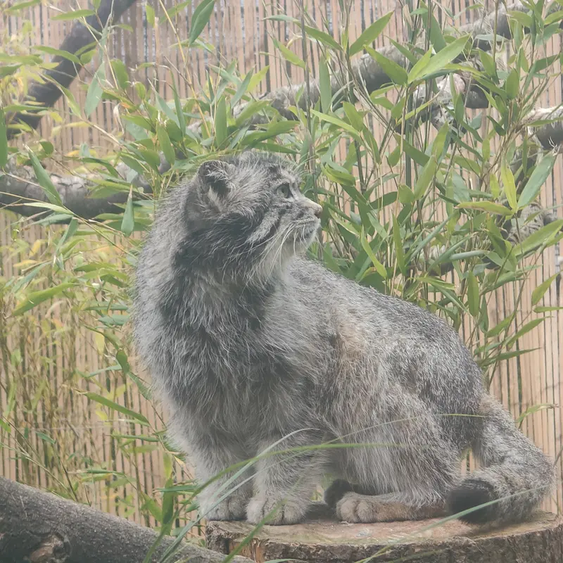 A photograph of Akiko in Edinburgh Zoo