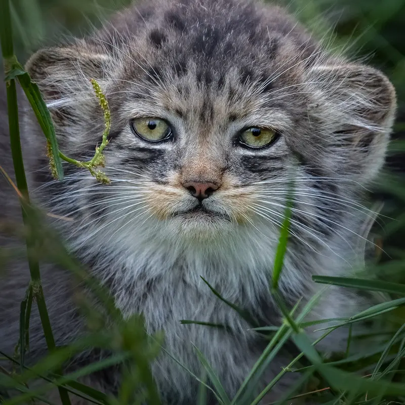 A photograph of a Pallas's cat