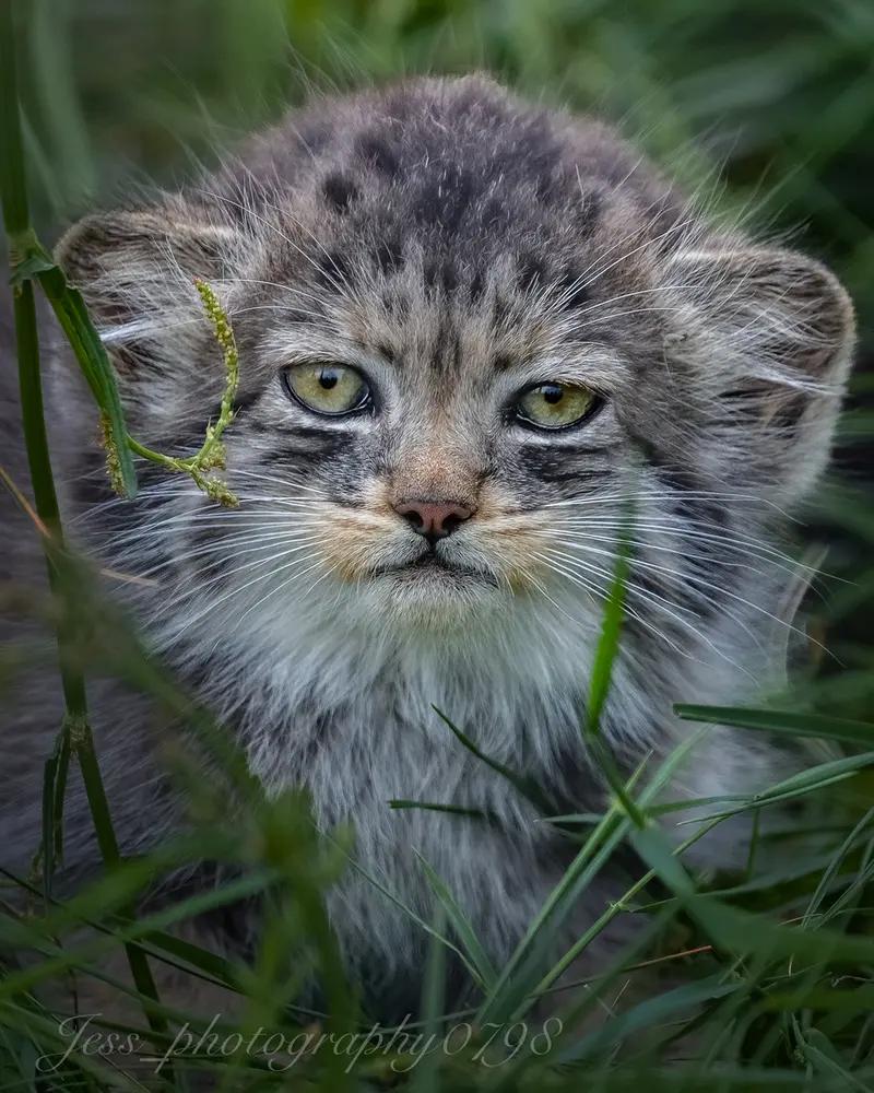 A photograph of a Pallas's cat