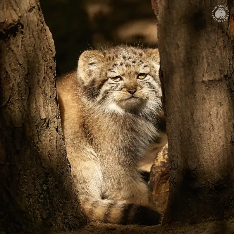 Our reply to the Princess from Prague Zoo