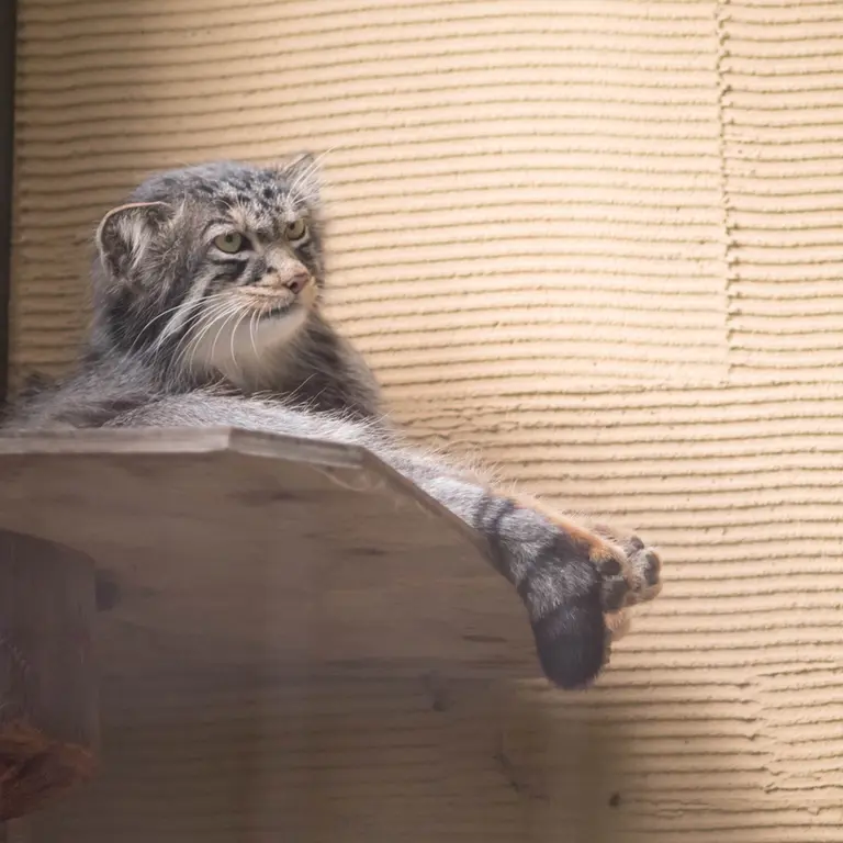 A photograph of Hide in Asahiyama Zoo