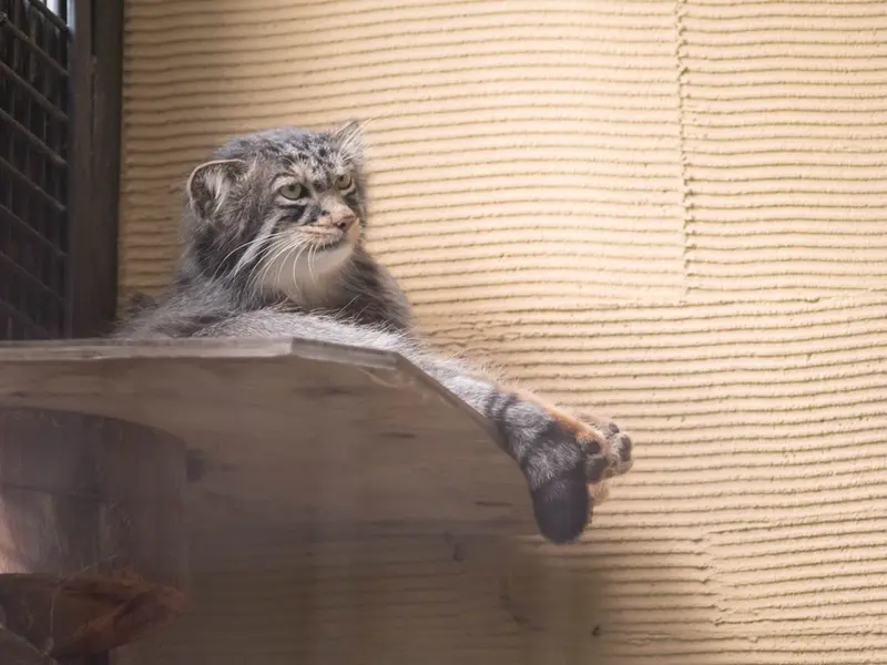 A photograph of Hide in Asahiyama Zoo