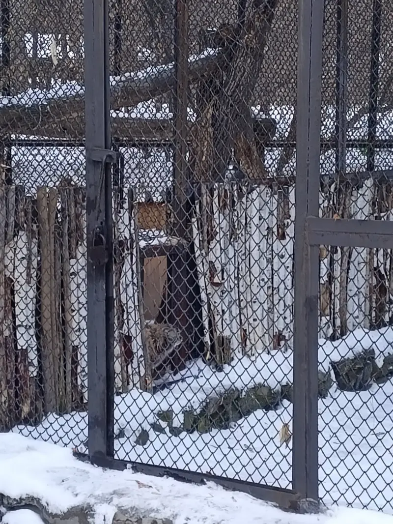 A photograph of a Pallas's cat in Novosibirsk Zoo