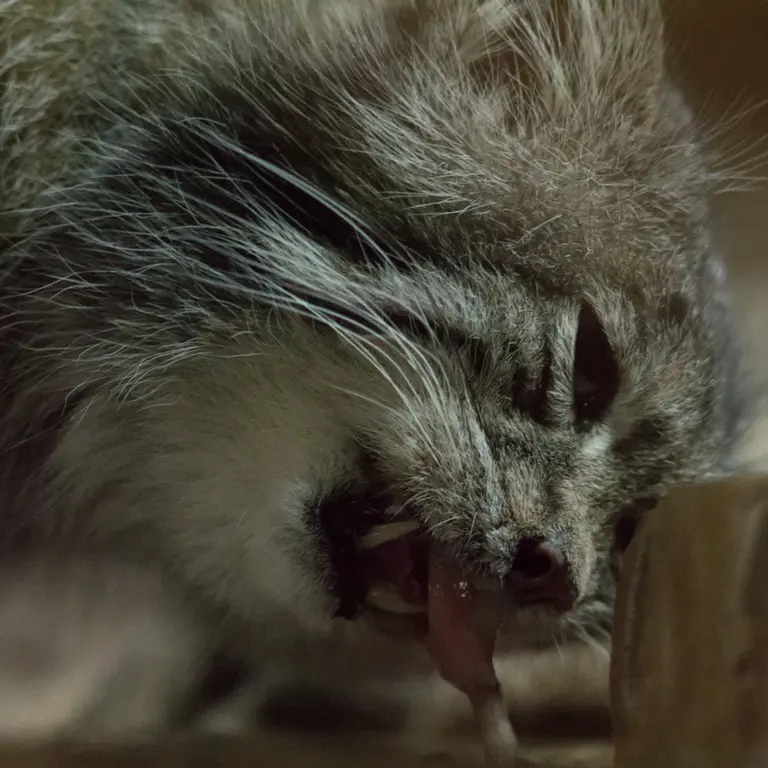 A photograph of Klyon in Ueno Zoological Gardens