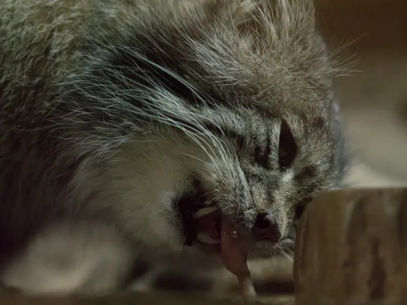 A photograph of Klyon in Ueno Zoological Gardens