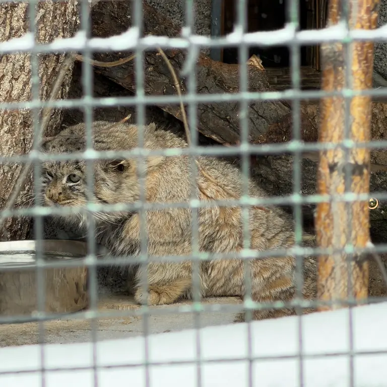A photograph of Sven in Leningrad zoo