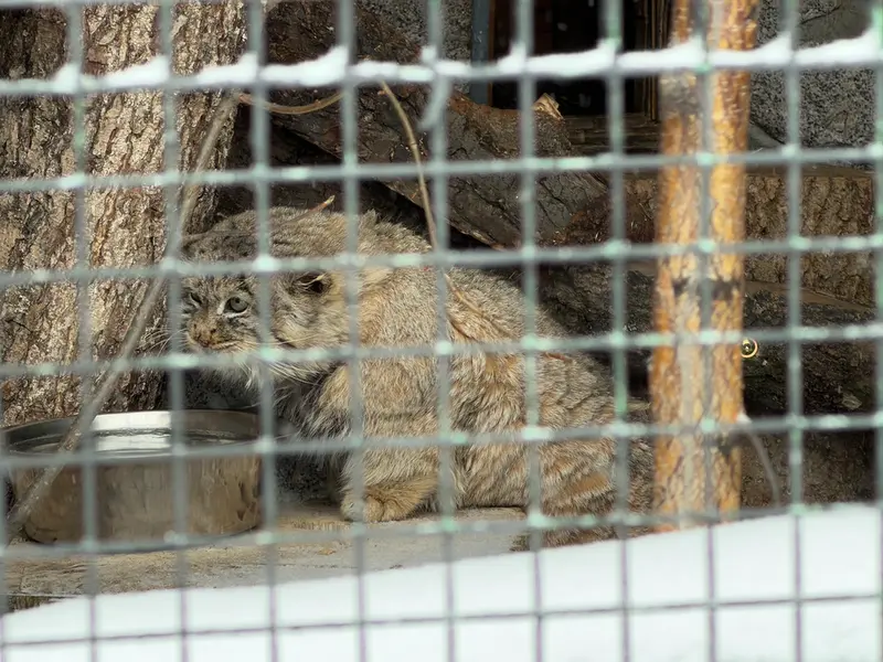 A photograph of Sven in Leningrad zoo