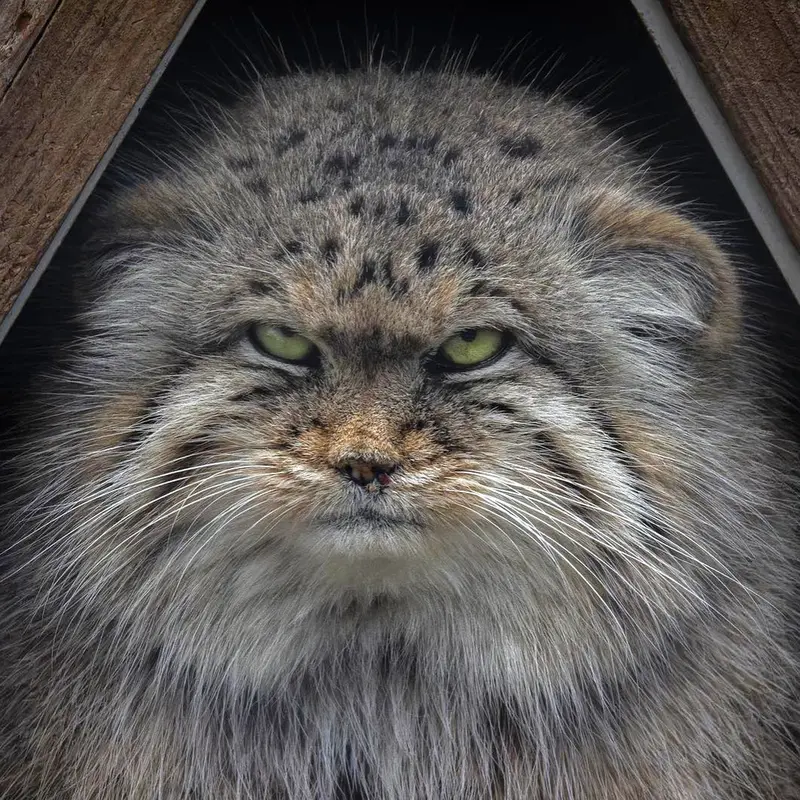Pomponnette the Pallas's cat from Lille Zoo