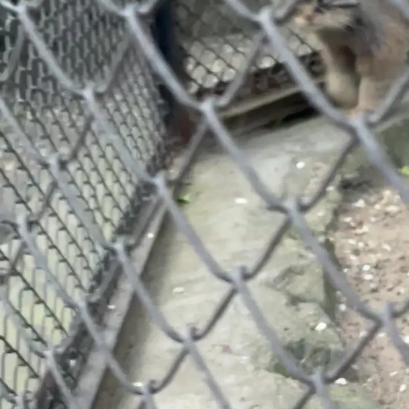 A photograph of a Pallas's cat in Novosibirsk Zoo