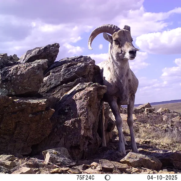 A photograph of Argali from Karashoky camera trap