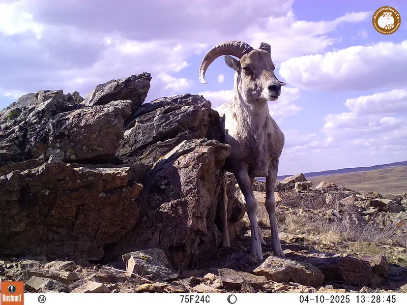 A photograph of Argali from Karashoky camera trap