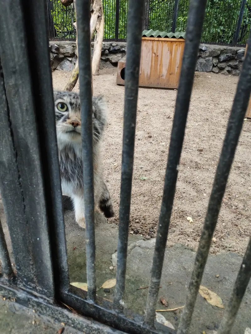 A photograph of a Pallas's cat in Novosibirsk Zoo